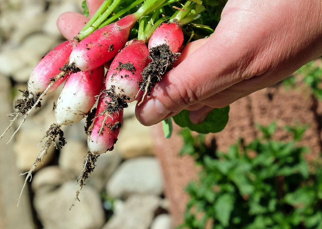 Est –il possible d’avoir un potager à l’intérieur de sa maison ?